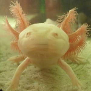 My axolotl.