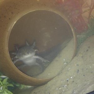 Vince in his coconut - Hello!