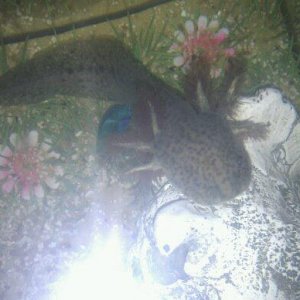 Vince on his new lawn :)