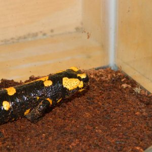 Hunting a cricket