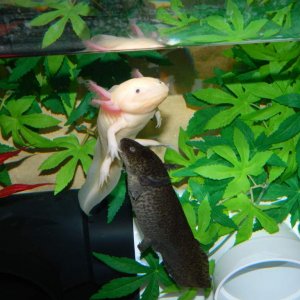 Torpedo!