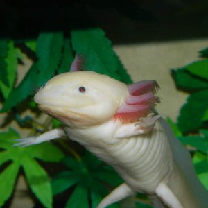 Satine saying hello