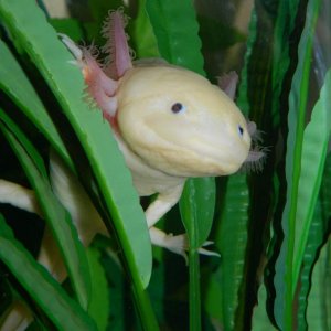 Satine hanging around in a plant