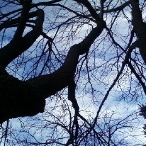 trees