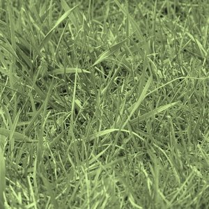 taken and modified via creative commons from http://en.wikipedia.org/wiki/File:Uncut_grass.JPG for the purpose of my blog background
