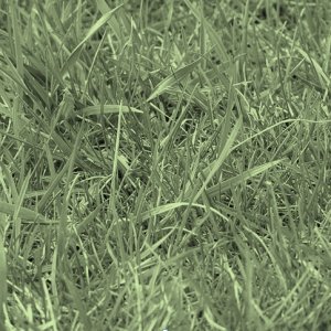 taken and modified via creative commons from http://en.wikipedia.org/wiki/File:Uncut_grass.JPG for the purpose of my blog background