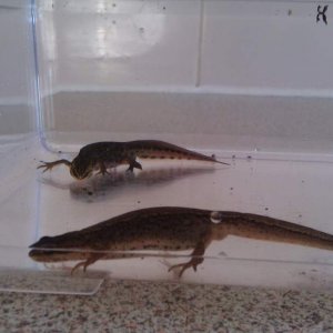 Palmates Female & Male
