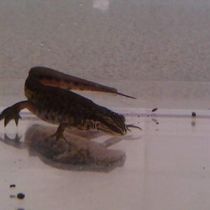 Palmate Male