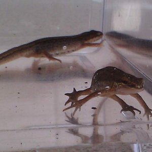 Palmates Male and Female