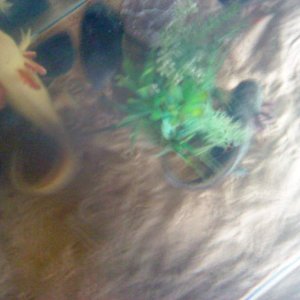 alice n arnie3