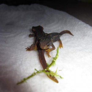 Tylototriton verrucosus juveniles raised 2011. Tylo's 007