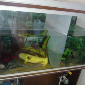 there tank devided freckels has the biggest side with red plants  speckels has a bit smaller side with green plants