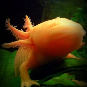 Xochi!
