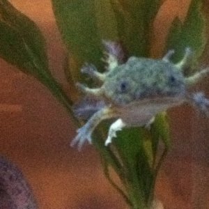 Darwin swims!