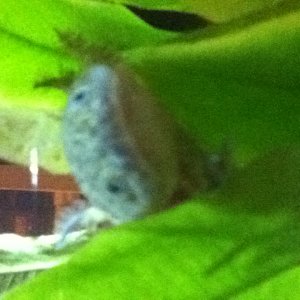 Darwin Hides :(