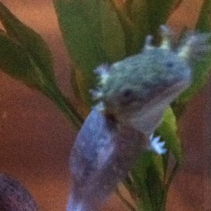 Darwin posing