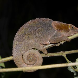 chameleon at night
