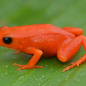 Golden Mantella frog Madagascar 2011