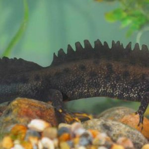 Male Great Crested Newt