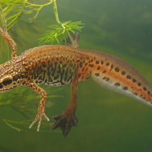 Palmate Newt