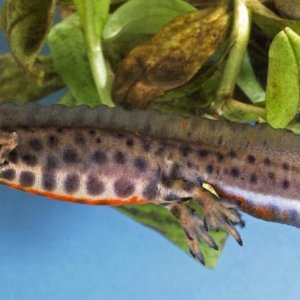Male Smooth Newt