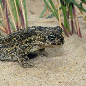 Natterjack Toad