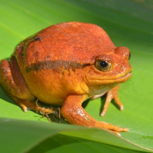 Tomato Frog Madagascar 2011