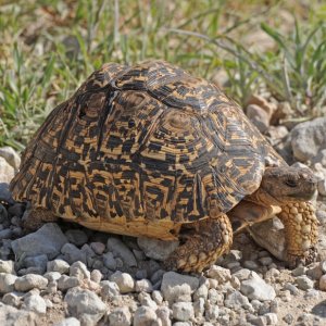 Tanzanian Leopard Tortoise