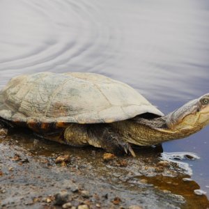Tanzanian Pancake Turtle
