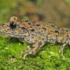 Midwife Toad