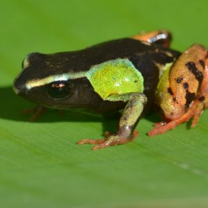 Painted Mantella Frog Madagascar 2011