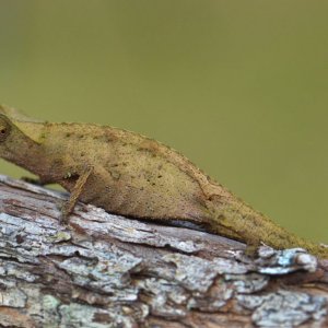Chameon Brookesia superciliaris 2011
