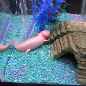 I know in the pic he's on gravel in this pic but the pic is a few months old, after talking to other axol owners he is now on sand. I did have him on 