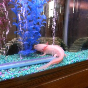 I know in the pic he's on gravel in this pic but the pic is a few months old, after talking to other axol owners he is now on sand. I did have him on 