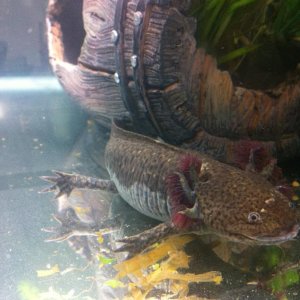 My Axolotls..
The bottom half? different colour that from stress??