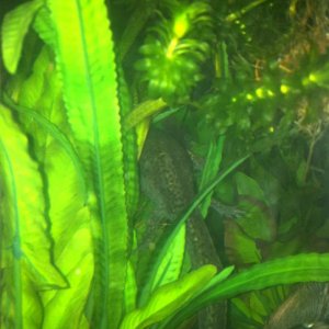 Just chillen in the bushes lol