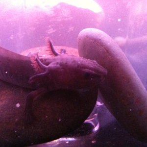 This is my Melanoid as a Juvenile back when I first got him