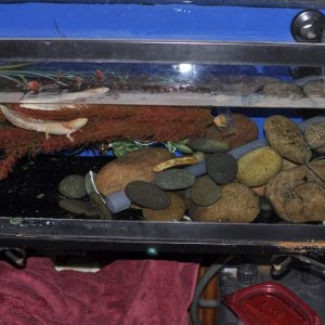 This was my set up when I first started with Axolotls, the albino male is front left.