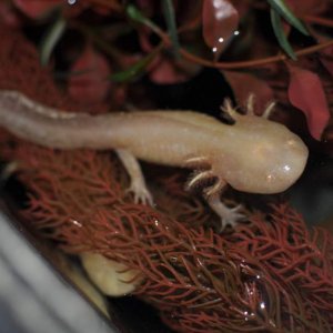 This is my albino female when I first got them.