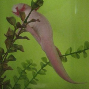 This picture explains the whole "Albino Monkey" thing perfectly! He loves hanging in his plants.