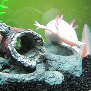 Superlotl!
