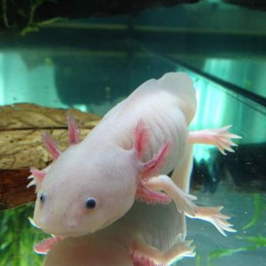Puck thinking about worms