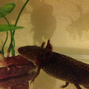 Typical Andersoni T Rex pose!