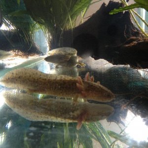 Ronnie and Reggie when we first got them