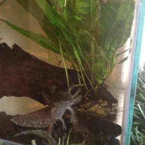 Andersoni sit up on their hind legs a lot