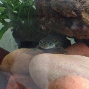 Looking out of his favourite hiding hole