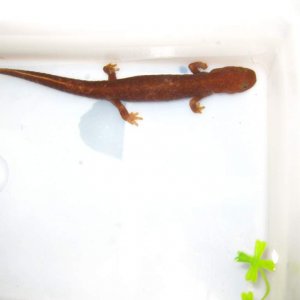 Pachytriton1