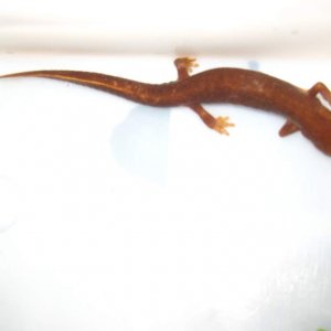 Pachytriton2