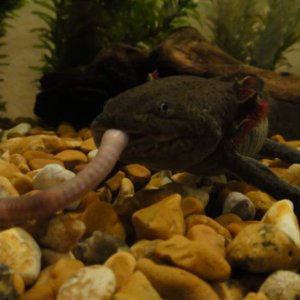 Axle's 1st worm :D