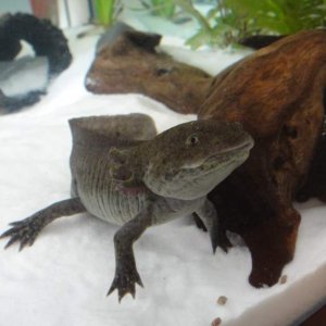 He is very nosey, so nosey he didn't eat the pellets so I had to scoop them back up again